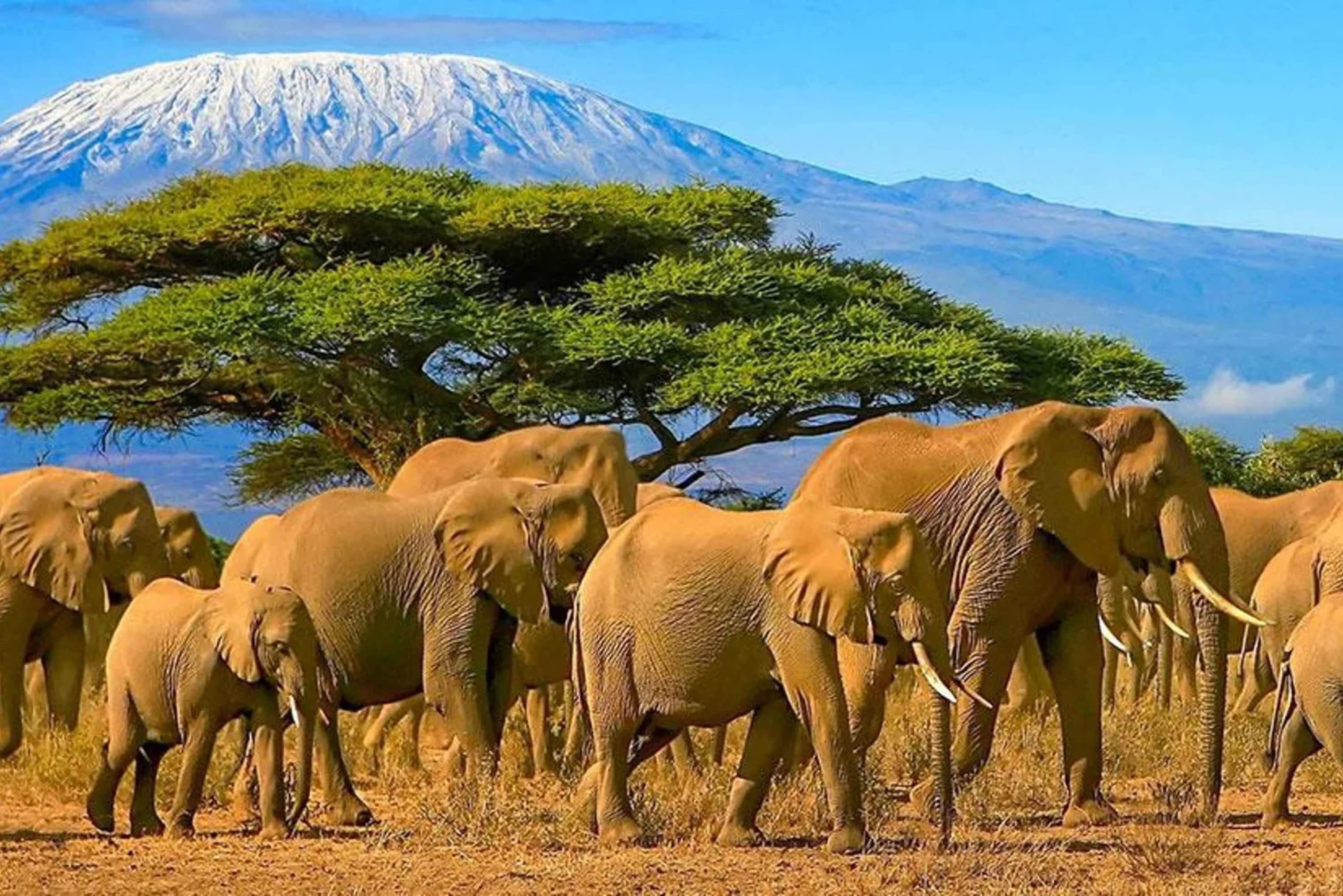 Elephant herd beneath a flat-topped acacia with Kilimanjaro behind