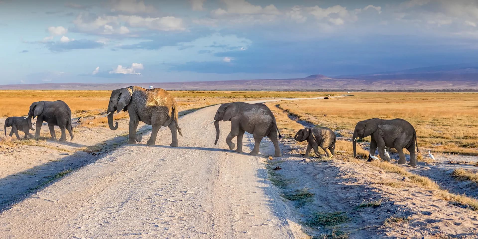 Elephants crossing a pale road on the Amboseli plains