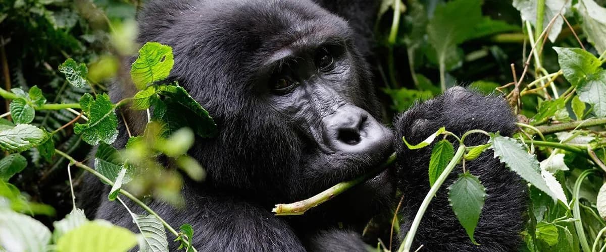Mountain gorilla chewing leaves in the undergrowth