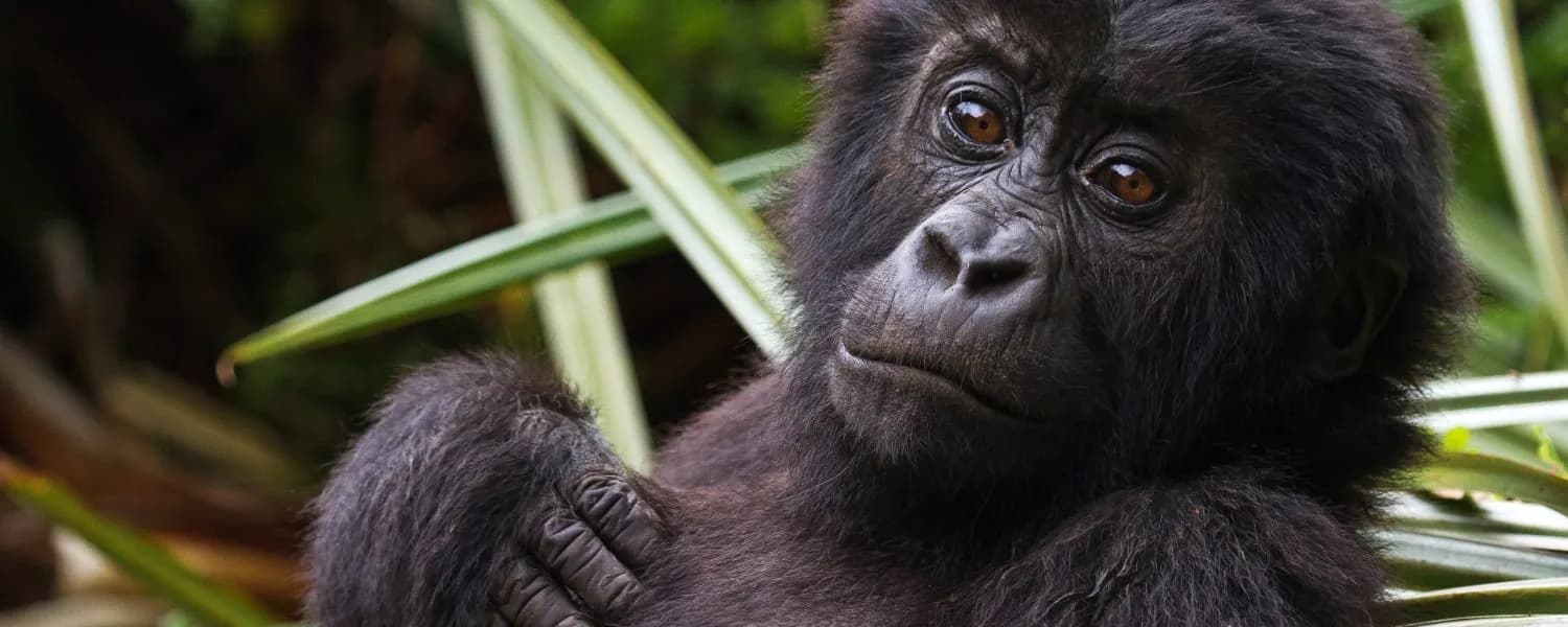 Young mountain gorilla among forest greenery