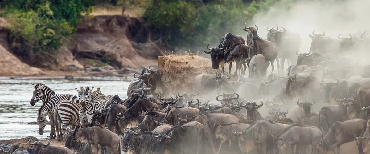 Dense herd of wildebeest crossing a river