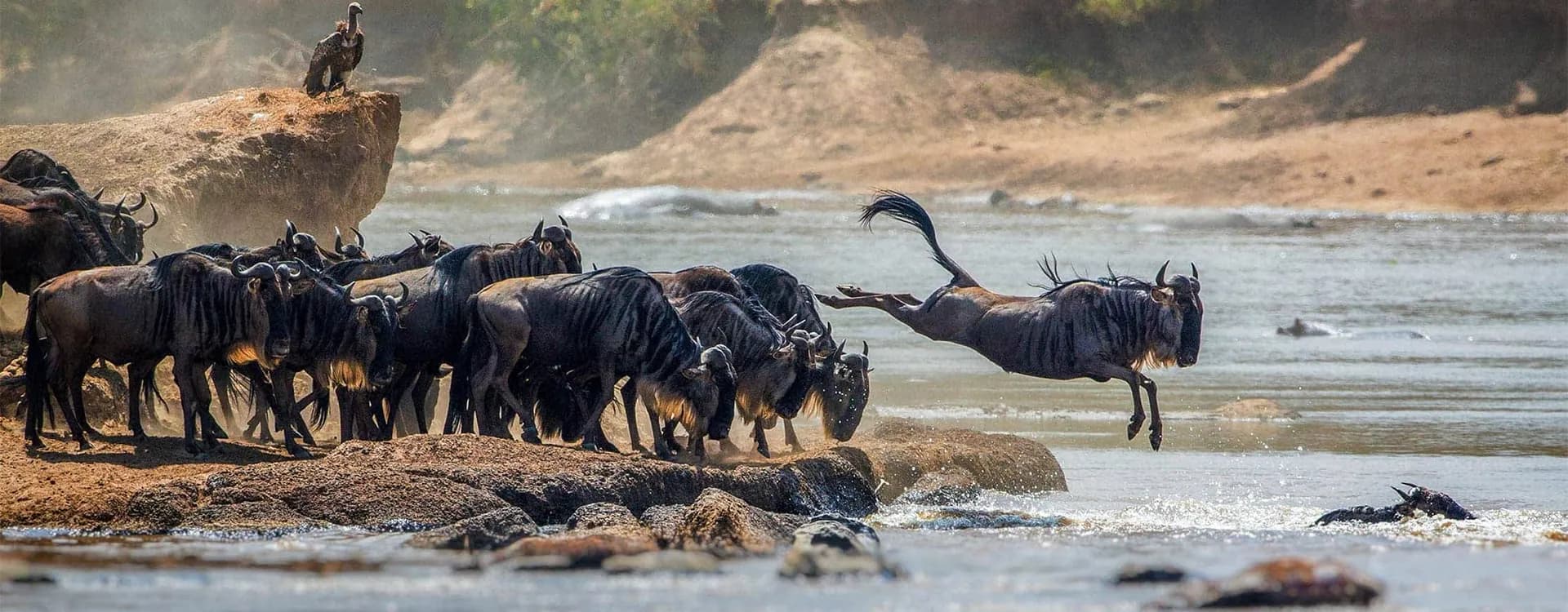 Wildebeest leaping into the river during a migration crossing
