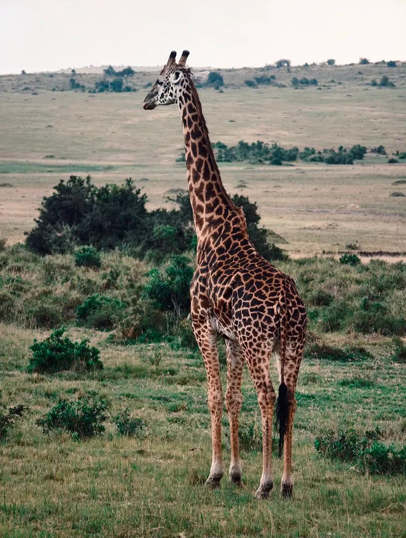 Masai giraffe standing among scattered bushes on the grasslands