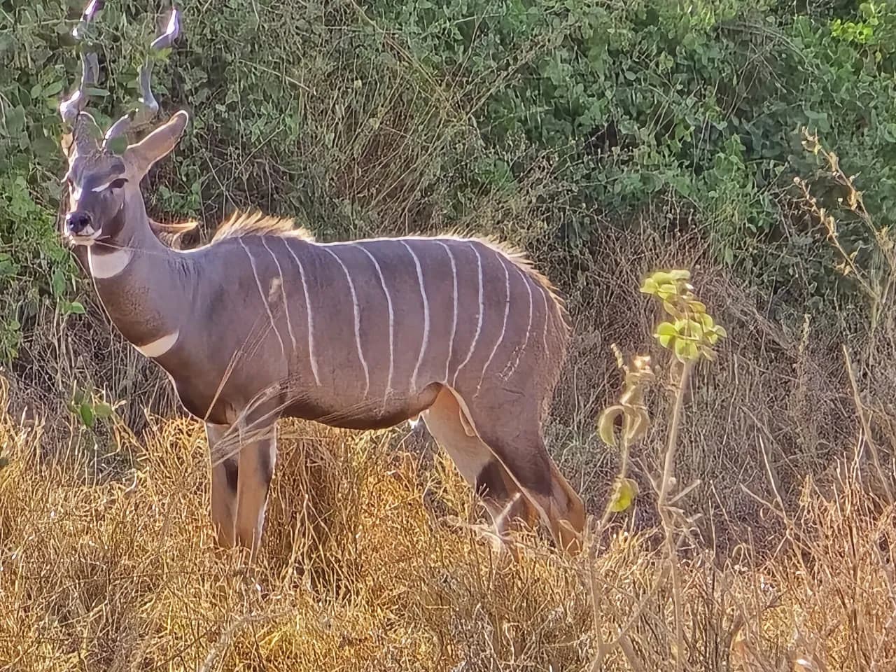 Lesser kudu with spiral horns among dry bush