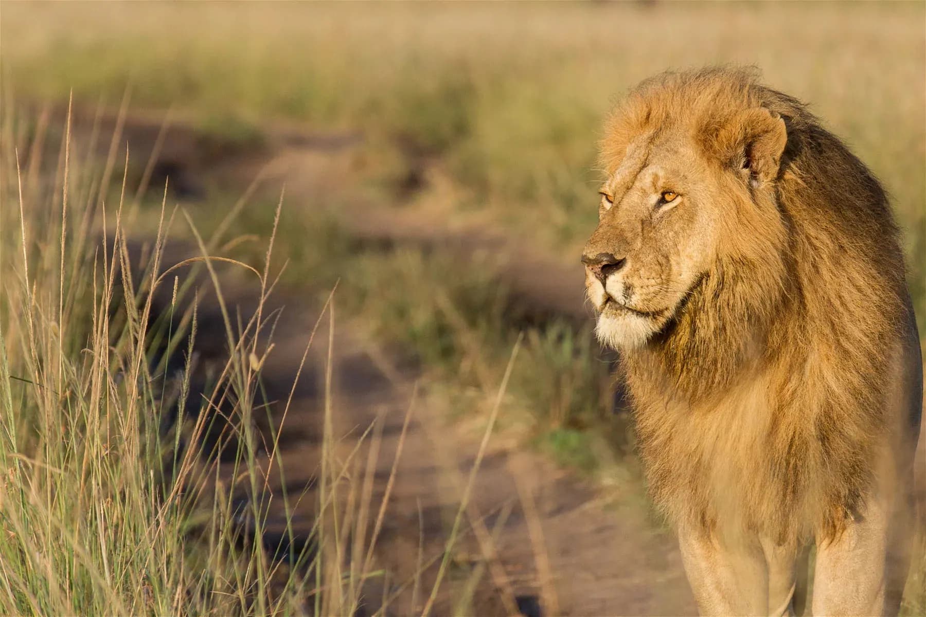 Male lion looking along a sandy track through tall grass