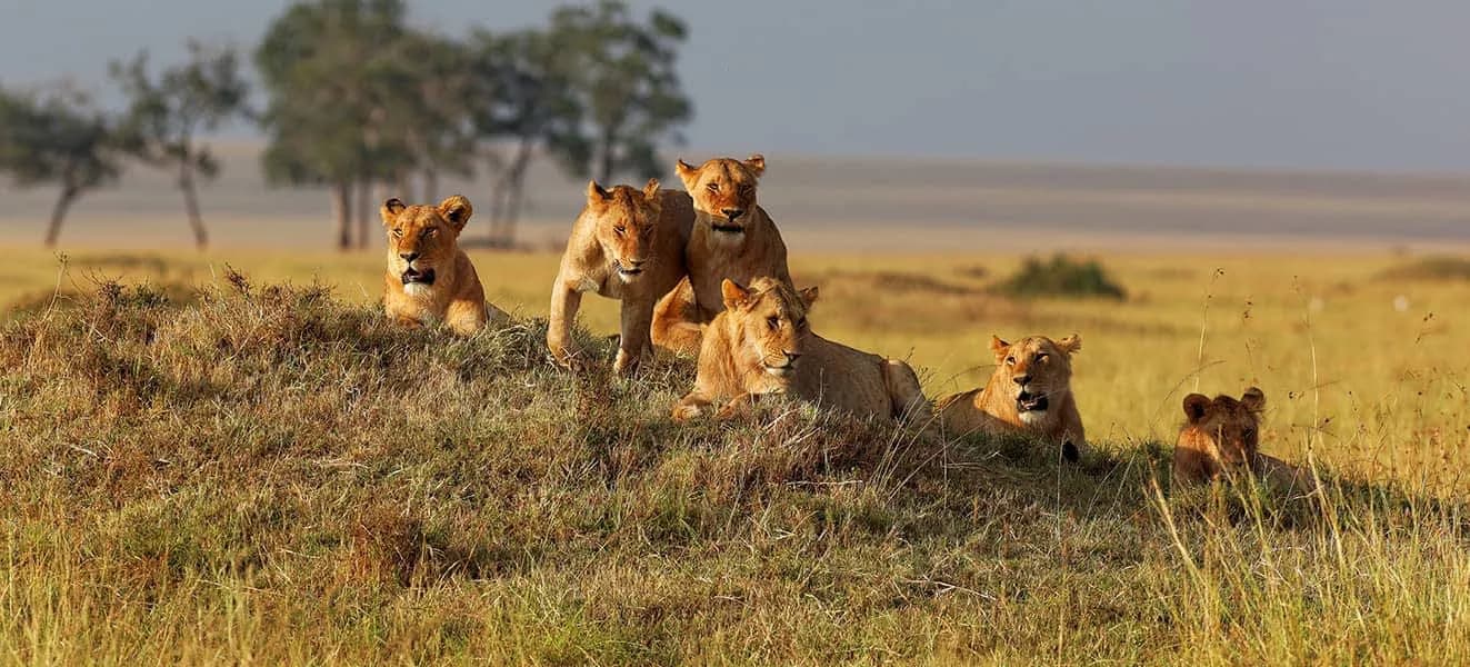 Lion pride resting on a grassy rise