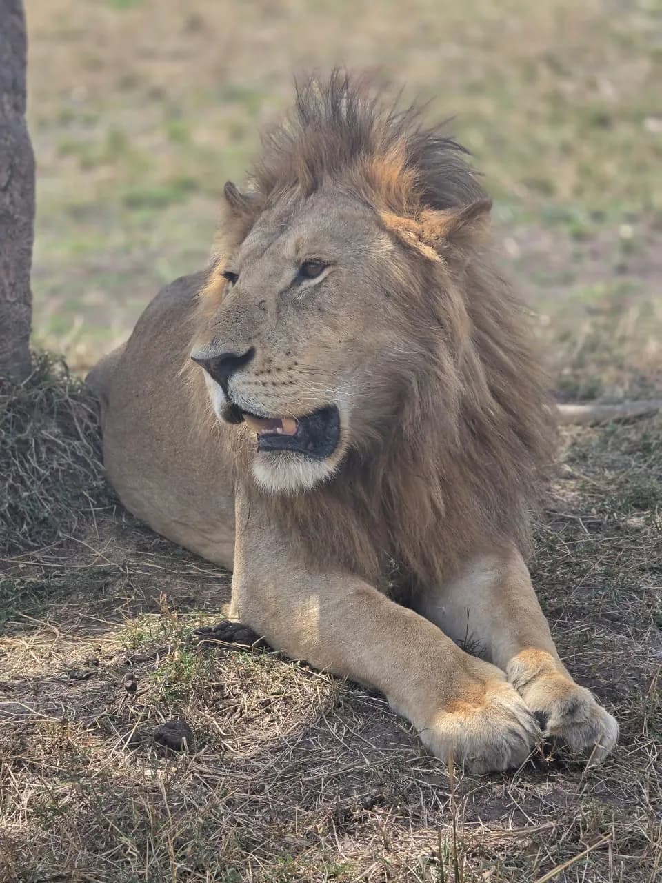 Male lion lying in the grass beside a tree