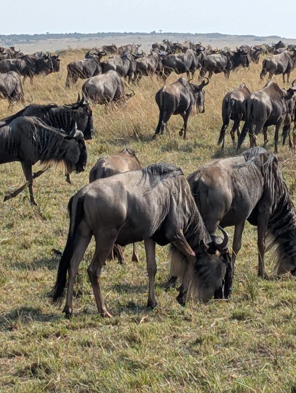 Wildebeest grazing close together during the migration season