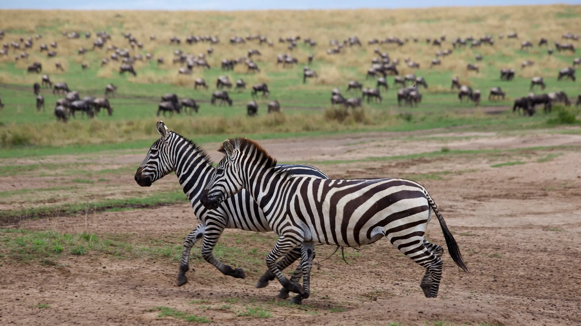 Two zebras running across the grassland with wildebeest behind