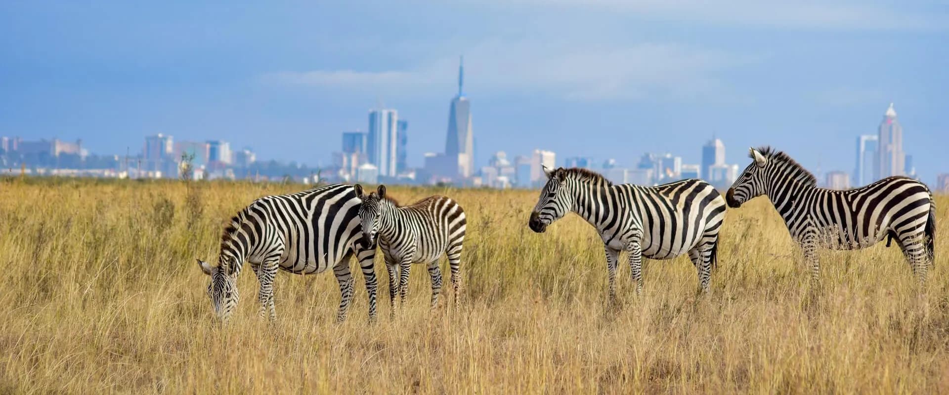 Zebras grazing in Nairobi National Park below city towers