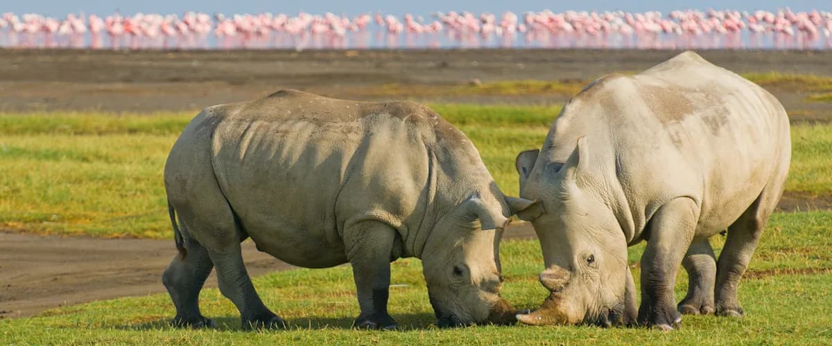 Two white rhinos grazing with flamingos lining the lake behind