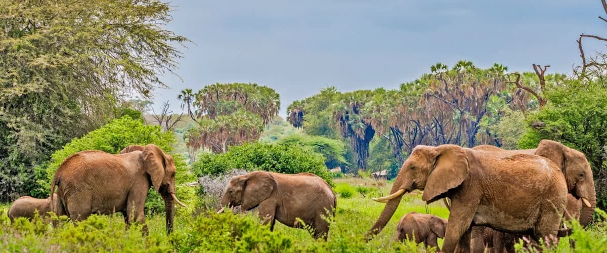 Elephants among doum palms along the Ewaso Nyiro river