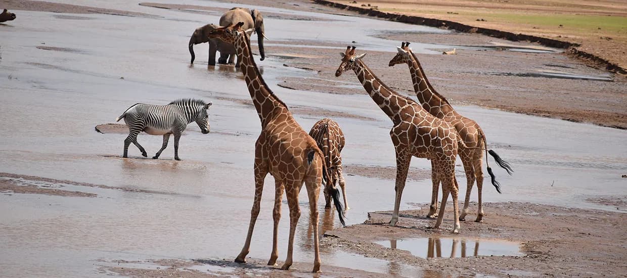 Reticulated giraffes and zebra at a sandy river