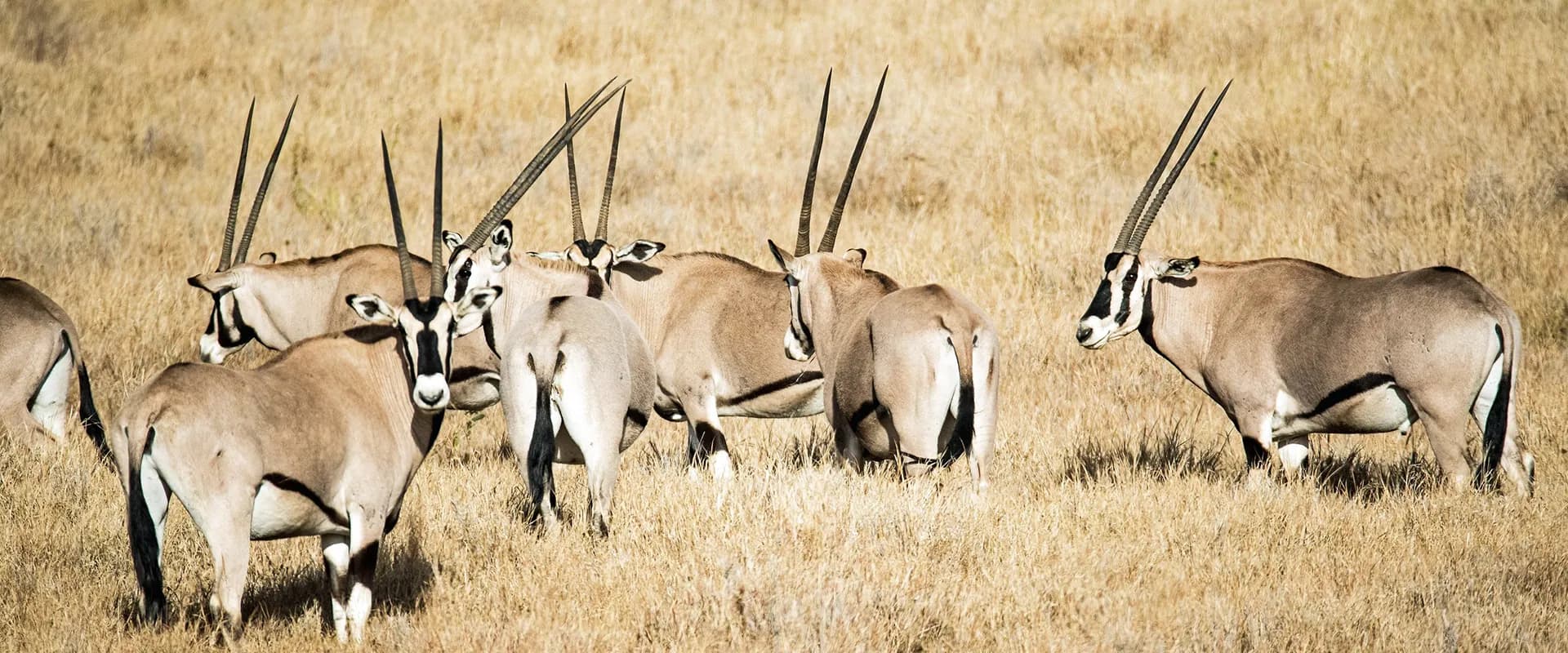 Beisa oryx with long straight horns on the dry Samburu plains