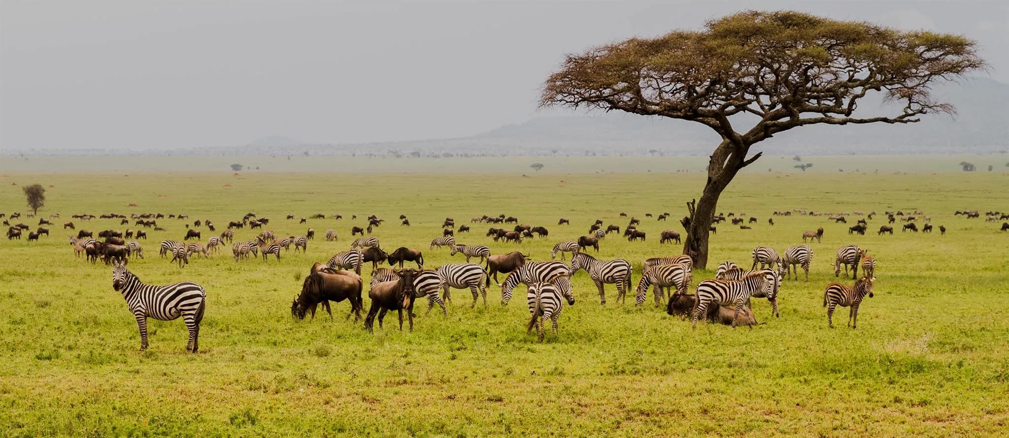 Wildebeest and zebra scattered beneath a flat-topped acacia in the Serengeti