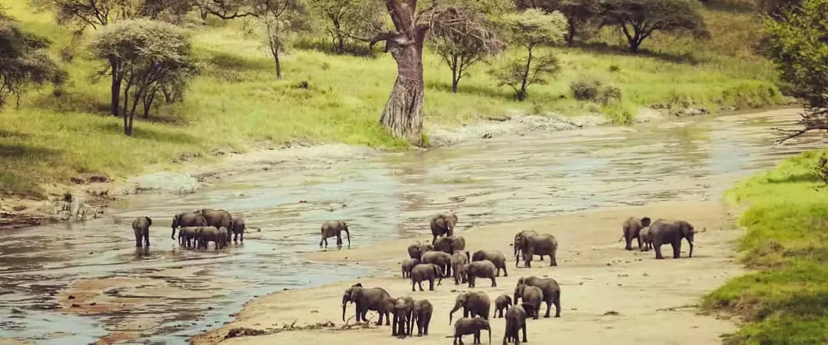 Elephant herd crossing the Tarangire River