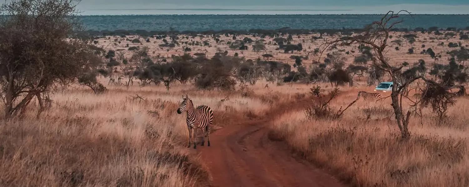 Zebra on a red-earth track through Tsavo scrub
