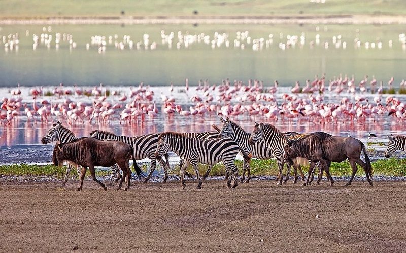 safari in kenya and tanzania